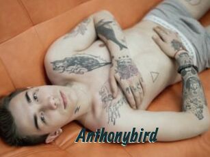 Anthonybird